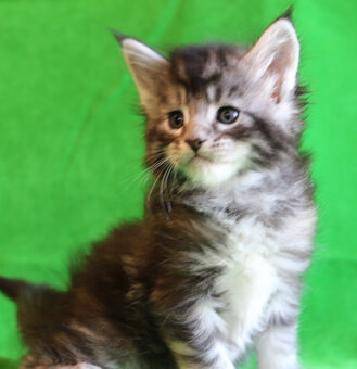 Kociaczki maine coon - 6
