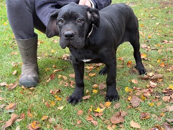 Cane corso - 6