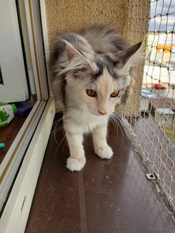 Maine coon - 6