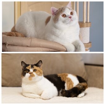 British Shorthair • koteczek Chocolate Tortie Harlequin - 6