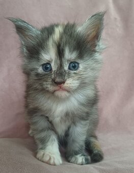 Maine Coon kotka rodowód fpl - 6