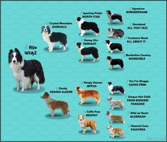 Rasowy pies, szczenię Border Collie z Hodowli, pełna dok. - 6