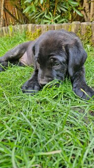Cane Corso - Psy i suczki - do odbioru - z metrykami, ojciec - 6