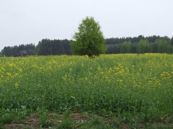 Gospodarstwo 2,ha Hruszew gm Platerów - 6