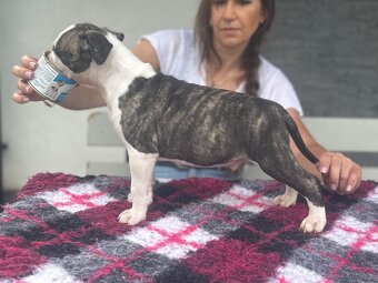 Szczenięta amstaff - 6