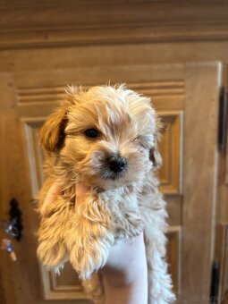 Szczenięta hybryda pudel york goldust - 6