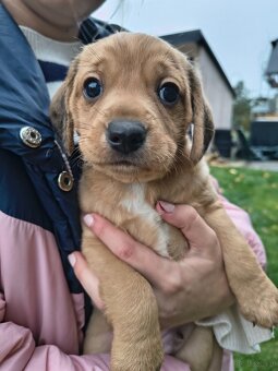 Szczeniaki za darmo piesek - 6