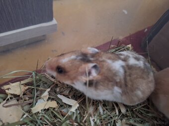 Chomiki Syryjskie 4 tygodniowe - 6