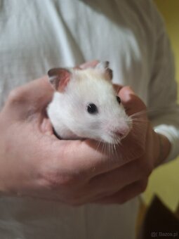 Chomik syryjski samiec Dorosły 4 miesięczny - 6