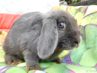 Niebieskie baranki mini lop - 6