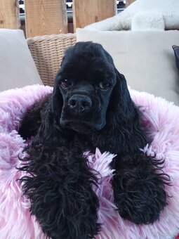 Cocker spaniel american/PP fci - 6