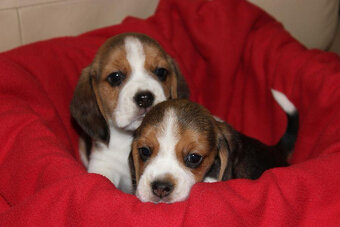 Beagle - szczeniaczki ZKwP - 6