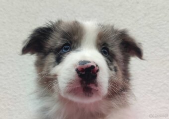 Piękny pies BORDER COLLIE z Hodowli - Rasowy z pełną dok. - 6