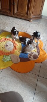 Shih-tzu małe rozrabiaki - 6