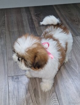 Pieski rasy Shih-tzu - 6