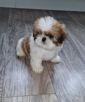 Sprzedam śliczne pieski rasy Shih-tzu - 6