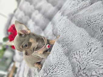 Piesek chihuahua liliowy - 6