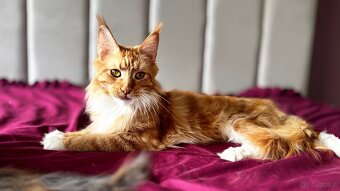 Maine Coon kotka Hermiona - 6