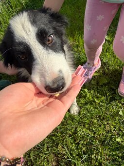 Piesek Border Collie - 6