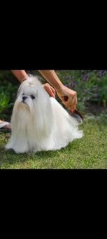 Maltańczyk para hodowlana z rodowodem ZKwP FCI  maltese - 6