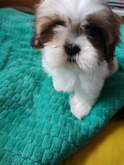 Suczka Shih-tzu - 6