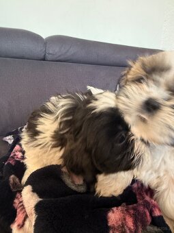 Shih tzu szukają domku - 6