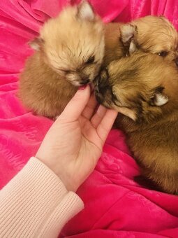 Pomeranian Miniaturowy - 6