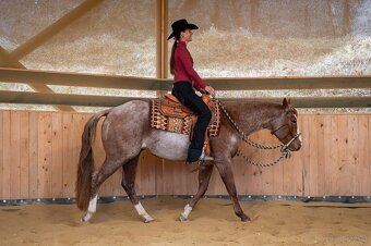 Připouštění QH hřebcem/Breeding by QH stallion (w. pleasure) - 6