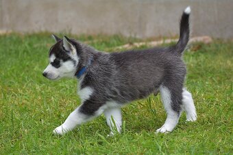 Siberian husky - CZ - 6