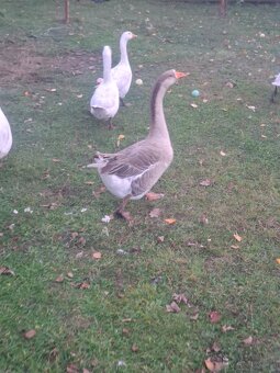 Gęsi - 6