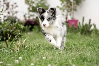 Border Collie szczenię piesek merle ZKwP FCI z metryki gotow - 6