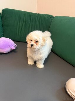 Bichon Frise, szczeniak. FCI - 6