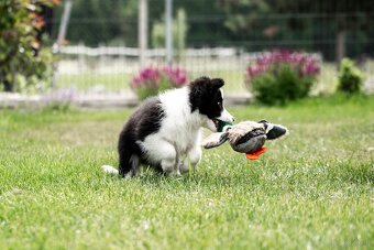 Border Collie szczenię piesek ZKwP FCI z metryki gotowy do o - 6