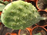 Opuncja figowa Opuntia ficus-indica figa indyjska - 6