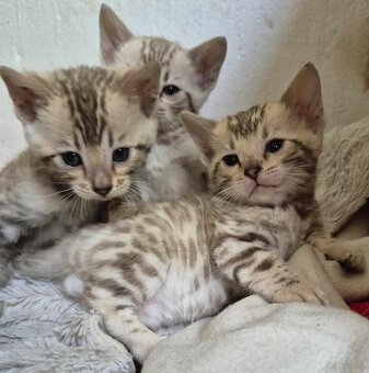 Bengals koty - 6