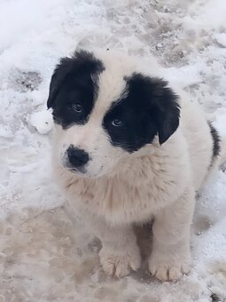 Owczarek środkowoazjatycki - 6