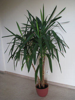 Juka – piękny, zdrowy, duży kwiat doniczkowy, 3-pienny, 1,6 - 6