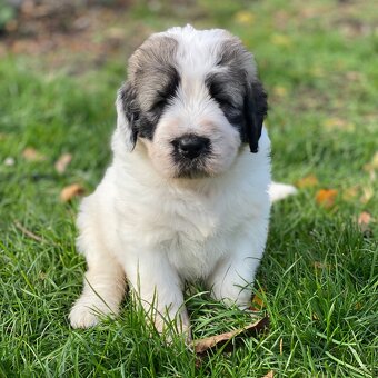 Owczarek Rumuński Mioritic Szczenięta - 6