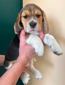 Beagle tricolor ZKwP - 6