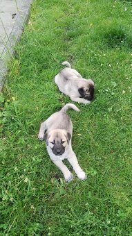Szczenięta kangal - 6