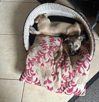 Oddam w dobre ręce-uroczy 6 miesięczny piesek - 6