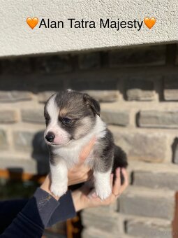 Szczenięta Welsh Corgi Pembroke - Tatra Majesty - 6