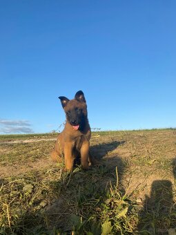 Owczarek Belgijski Malinois Szczeniak - 6
