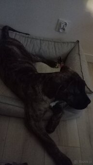 Suczka Cane Corso - 6