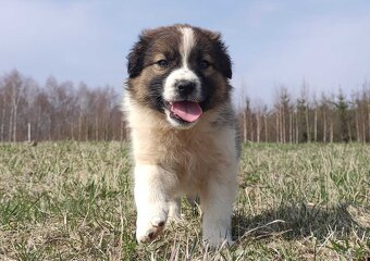Border Collie maści Sabble / Sobol , Pies z pełną dok. - 6
