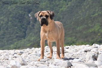 Cane Corso z rodowodem FCI - 6