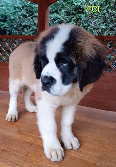 Bernardyn FCI szczeniak dziewczynka - 6