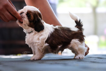 Shih tzu - 6