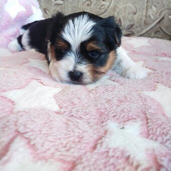 Yorkshire Terrier Biewer - 6