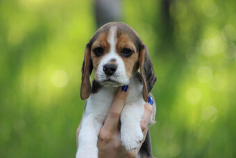 Beagle szczeniaczki po Championie Polski ZKwP (FCI) - 6
